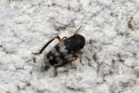 (Homoptre - Cicadellidae - Anoscopus sp.)
